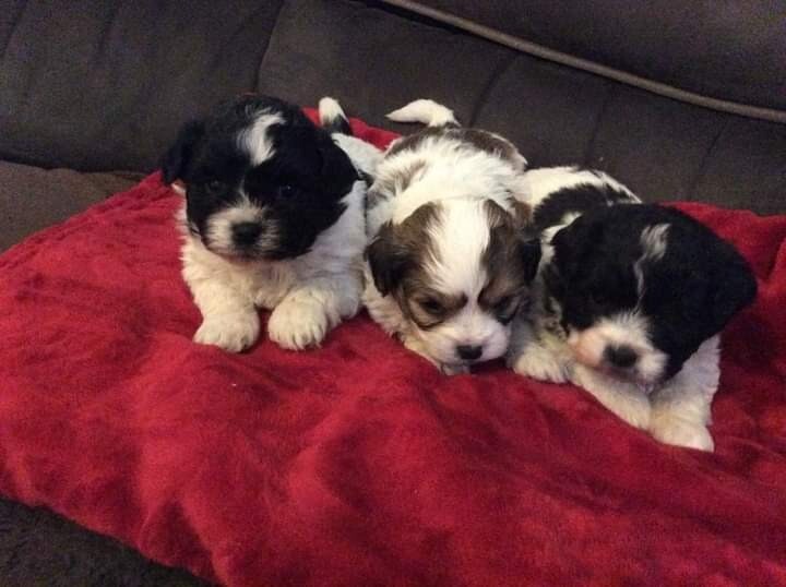 gumtree teddy bear puppies